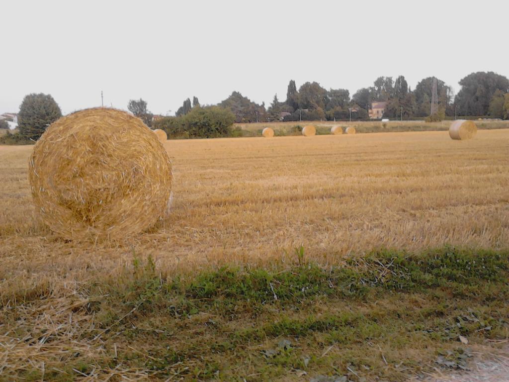 Green Fields Padua Exteriör bild