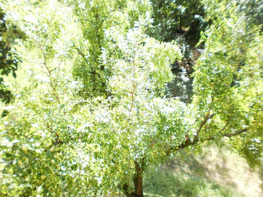 Green Fields Padua Exteriör bild